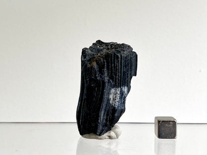 Equus species, Pleistocene Horse Tooth from South Carolina (2.06") - FossilsAndMore