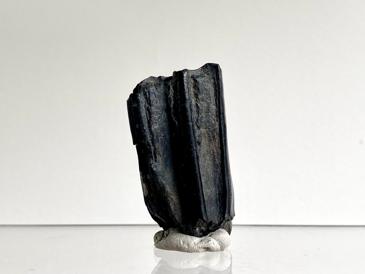 Equus species, Pleistocene Horse Tooth from South Carolina (2.06") - FossilsAndMore
