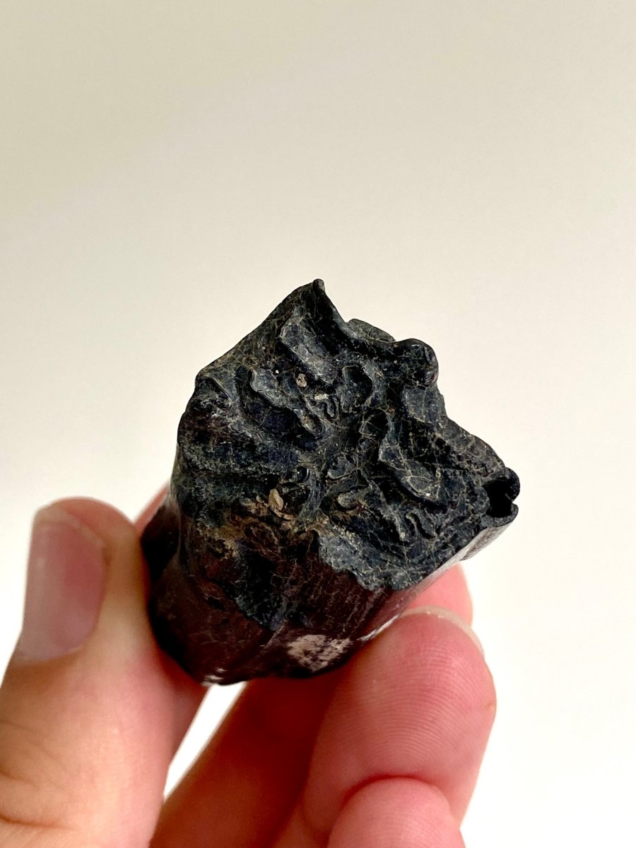 Equus species, Pleistocene Horse Tooth from South Carolina (2.06") - FossilsAndMore
