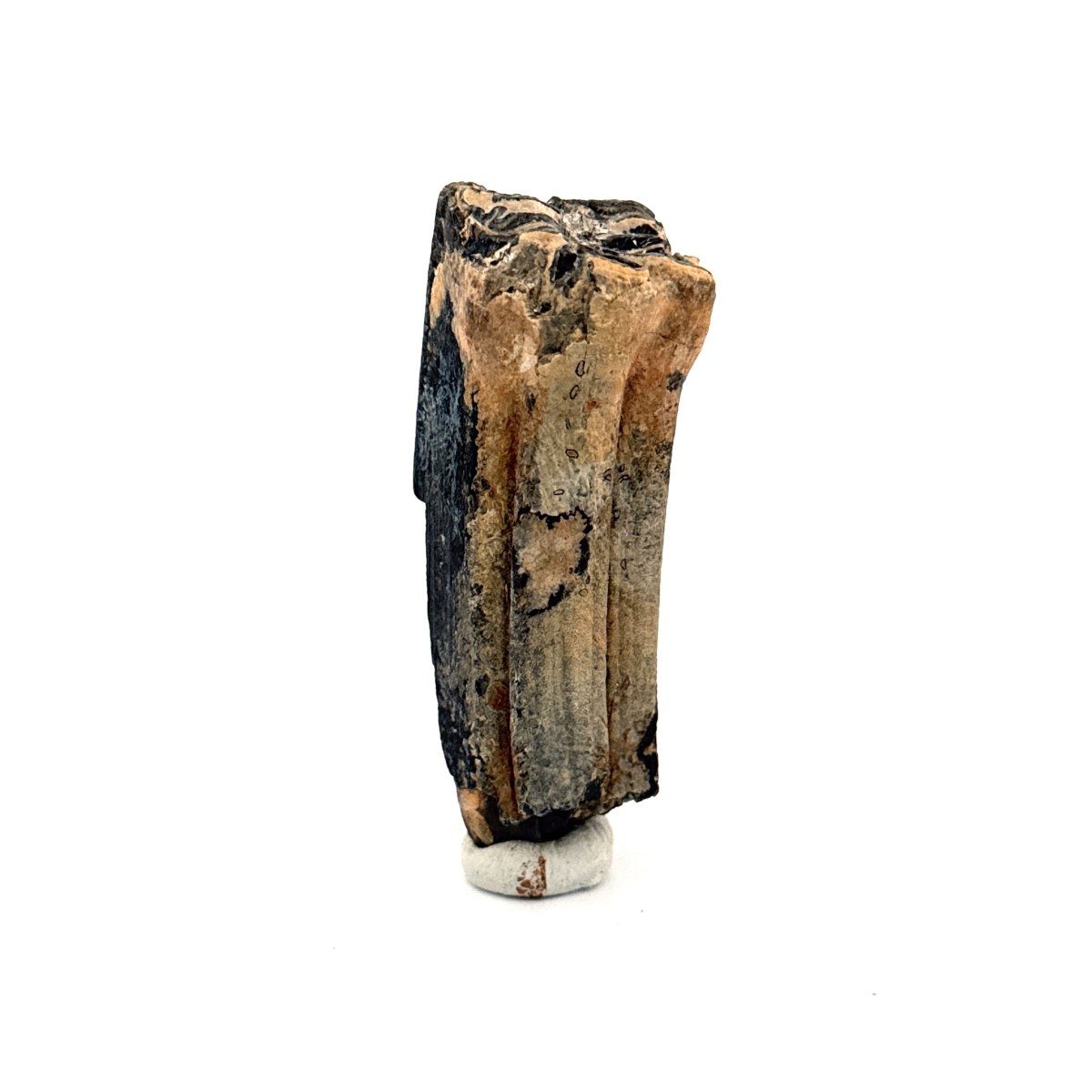 Equus species Tooth Fossil from South Carolina, USA - FossilsAndMore