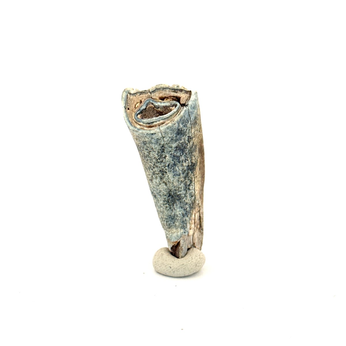 Equus species Tooth Fossil from South Carolina, USA - FossilsAndMore