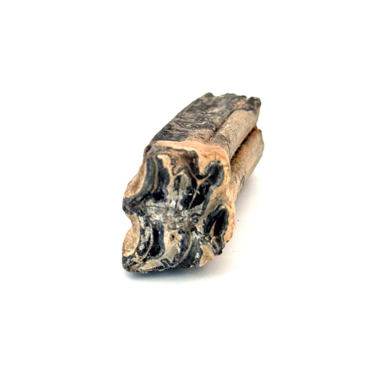 Equus species Tooth Fossil from South Carolina, USA - FossilsAndMore