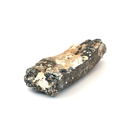 Equus species Tooth Fossil from South Carolina, USA - FossilsAndMore