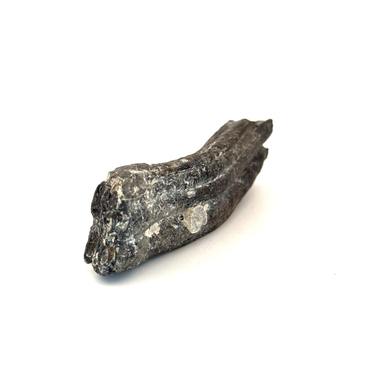 Equus species Tooth Fossil from South Carolina, USA - FossilsAndMore