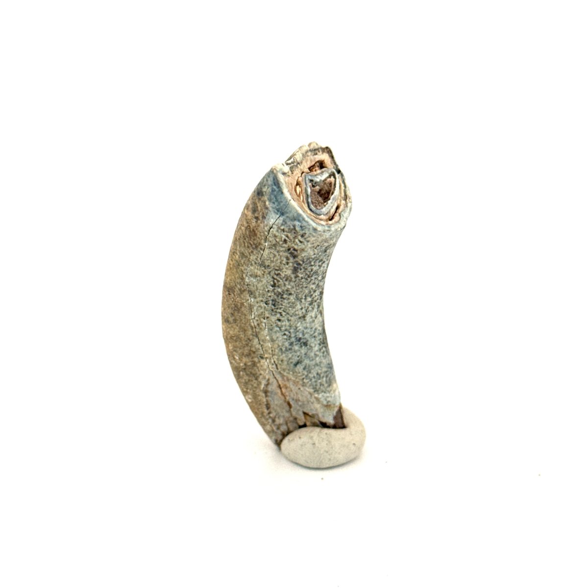 Equus species Tooth Fossil from South Carolina, USA - FossilsAndMore