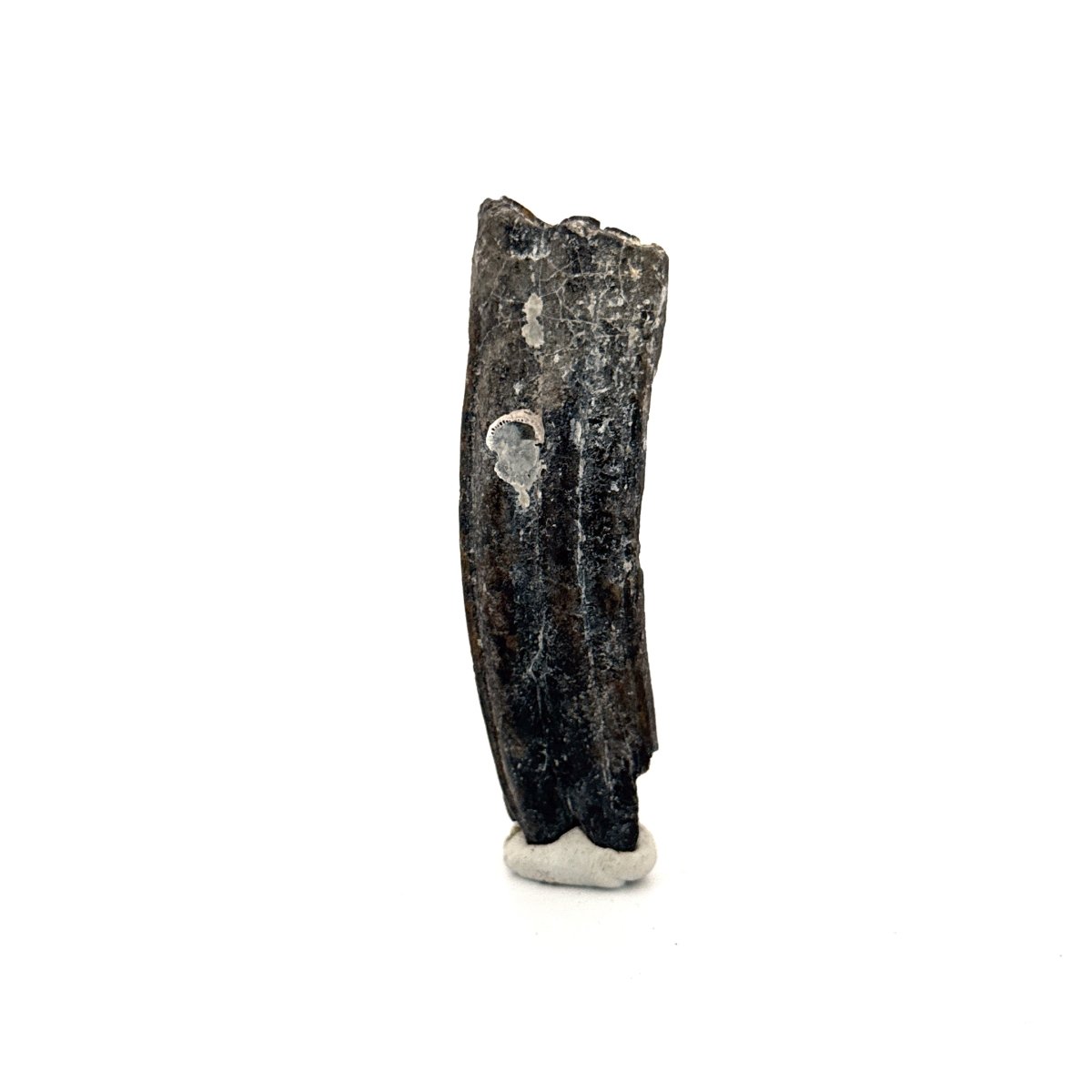 Equus species Tooth Fossil from South Carolina, USA - FossilsAndMore