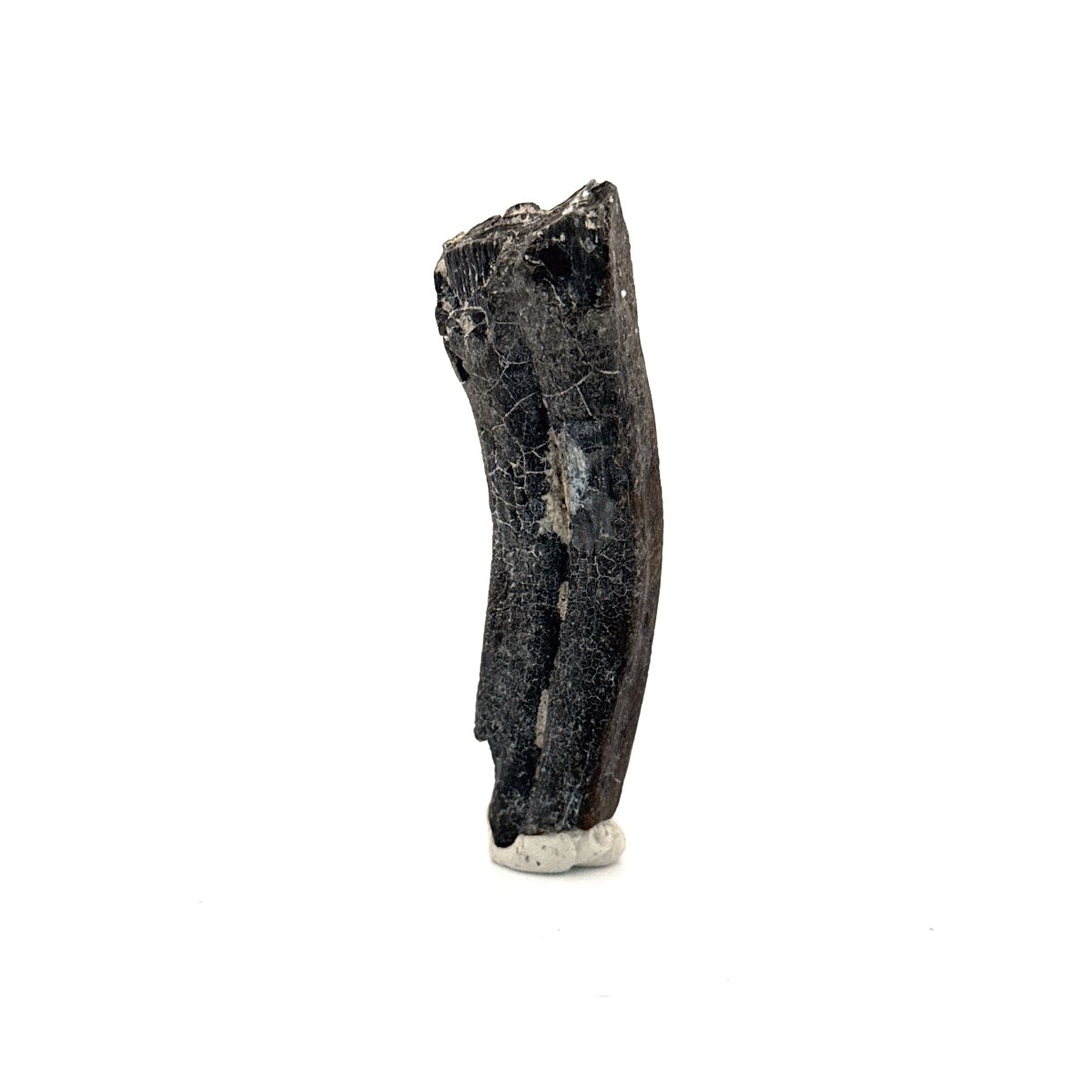 Equus species Tooth Fossil from South Carolina, USA - FossilsAndMore