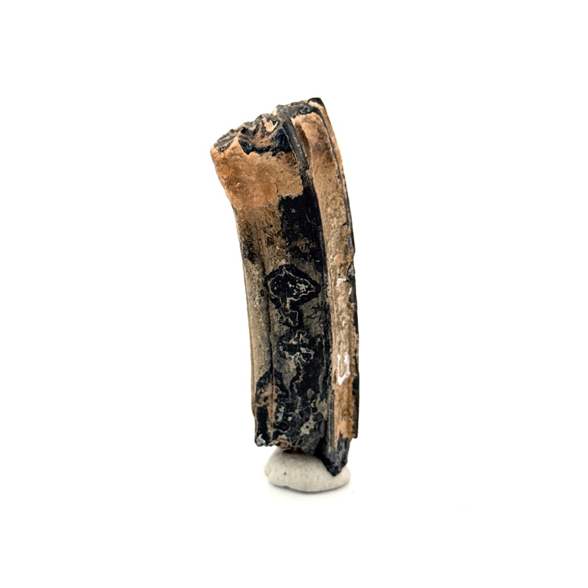 Equus species Tooth Fossil from South Carolina, USA - FossilsAndMore