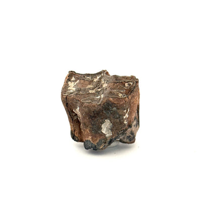 Equus species Tooth Fossil from South Carolina, USA - FossilsAndMore