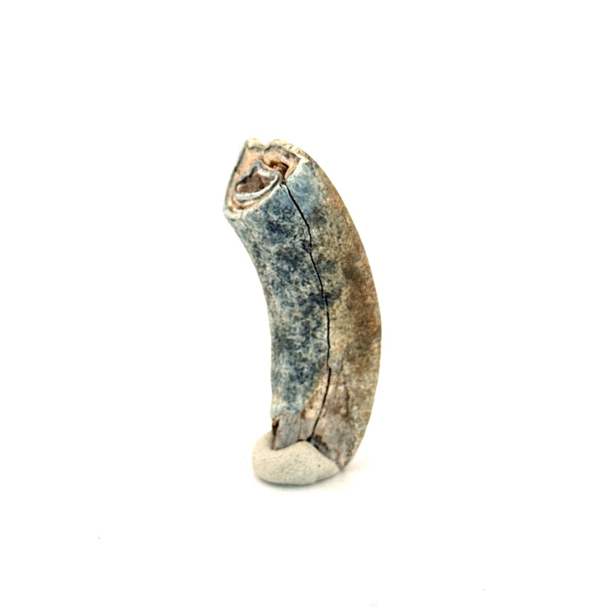Equus species Tooth Fossil from South Carolina, USA - FossilsAndMore