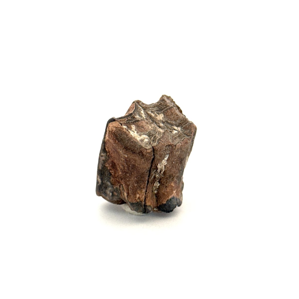 Equus species Tooth Fossil from South Carolina, USA - FossilsAndMore