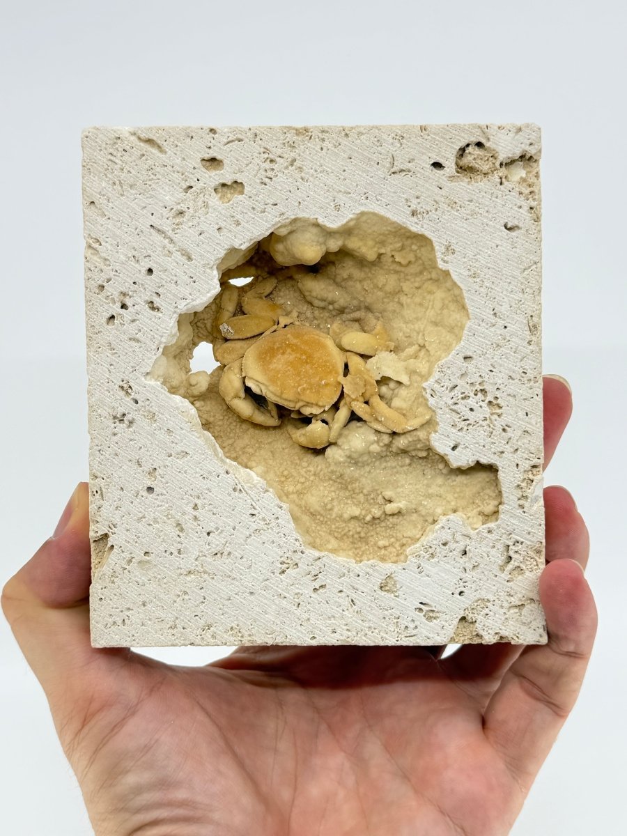 Exceptional Potamon Fossil Crab on Travertine Matrix (2.50") from Pleistocene, Turkey - FossilsAndMore