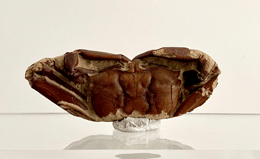 Fine Crab fossil (Macrophthalmus sp) - Pleistocene period, China (2.93") - FossilsAndMore