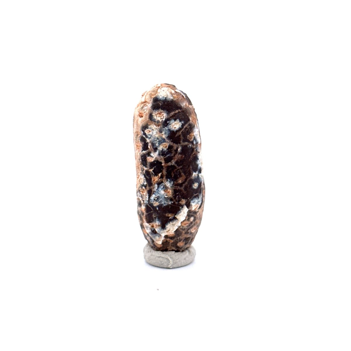 Fossil Pine Cone, Equicalastrobus chinlea (1.68") - Eocene plant fossil from Morocco - FossilsAndMore