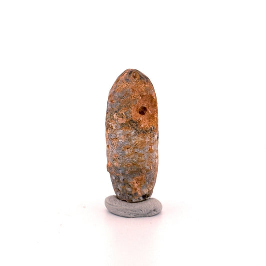 Fossil Pine Cone, Equicalastrobus chinlea (1.80") - Eocene plant fossil from Morocco - FossilsAndMore
