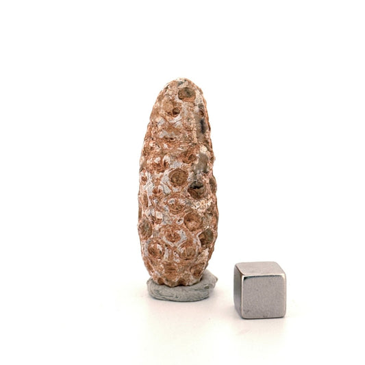 Fossil Pine Cone, Equicalastrobus chinlea (1.92") - Eocene plant fossil from Morocco - FossilsAndMore