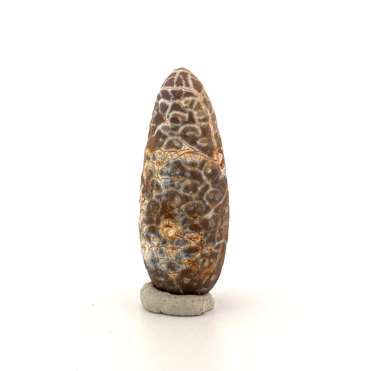 Fossil Pine Cone, Equicalastrobus chinlea (2.14") - Eocene plant fossil from Morocco - FossilsAndMore