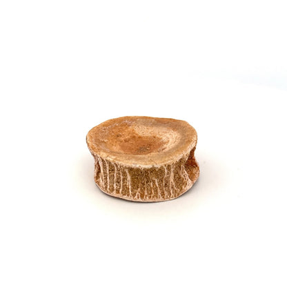 Fossil Shark Vertebra (1.61") – Eocene, Morocco - FossilsAndMore
