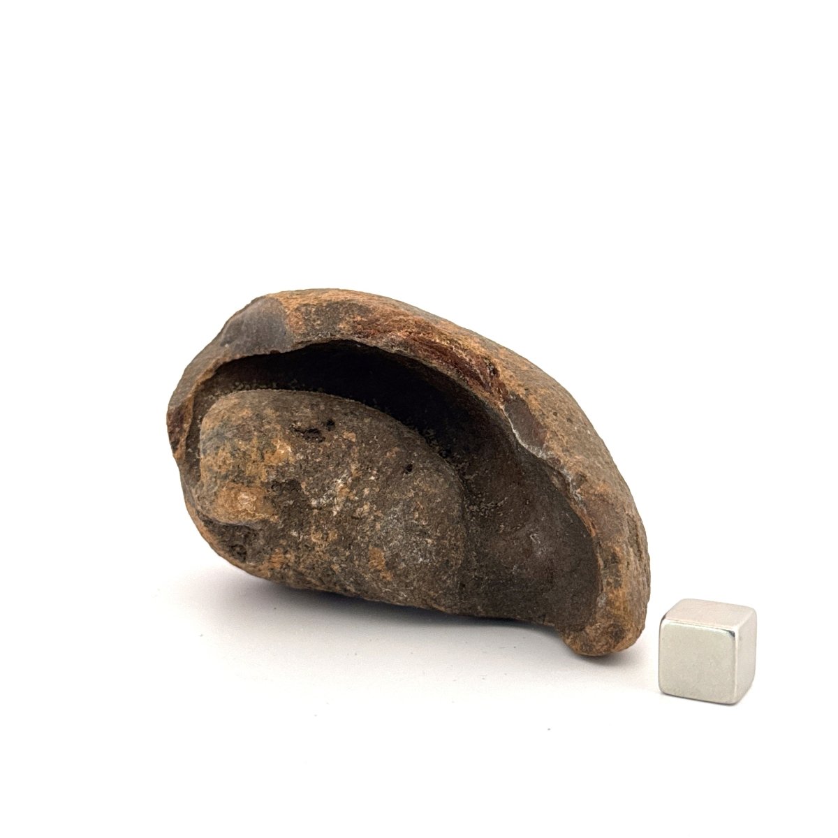 Fossil Whale Ear Bone (3.11") from Antwerp Region, Miocene Cetacean Tympanic Bulla - FossilsAndMore