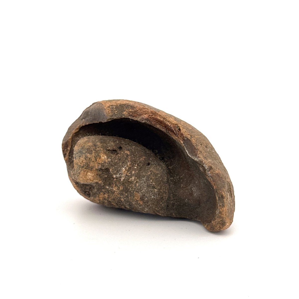 Fossil Whale Ear Bone (3.11") from Antwerp Region, Miocene Cetacean Tympanic Bulla - FossilsAndMore