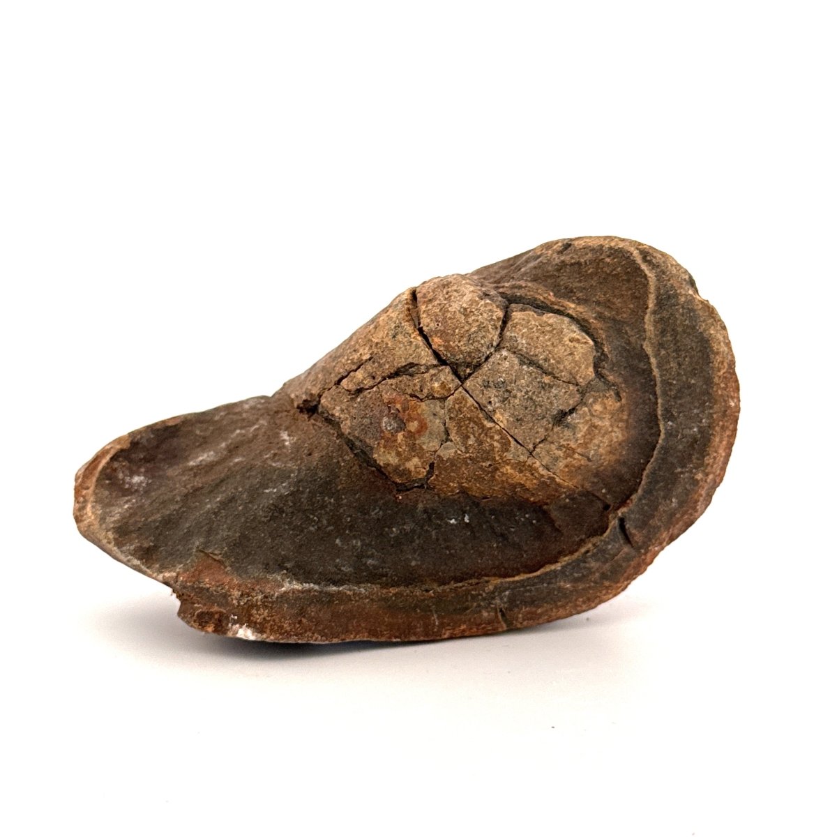 Fossil Whale Ear Bone (3.65") from Antwerp Region, Miocene Cetacean Tympanic Bulla - FossilsAndMore