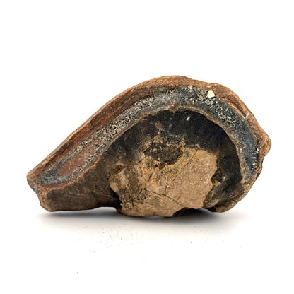 Fossil Whale Ear Bone (3.86") from Antwerp Region, Miocene Cetacean Tympanic Bulla - FossilsAndMore