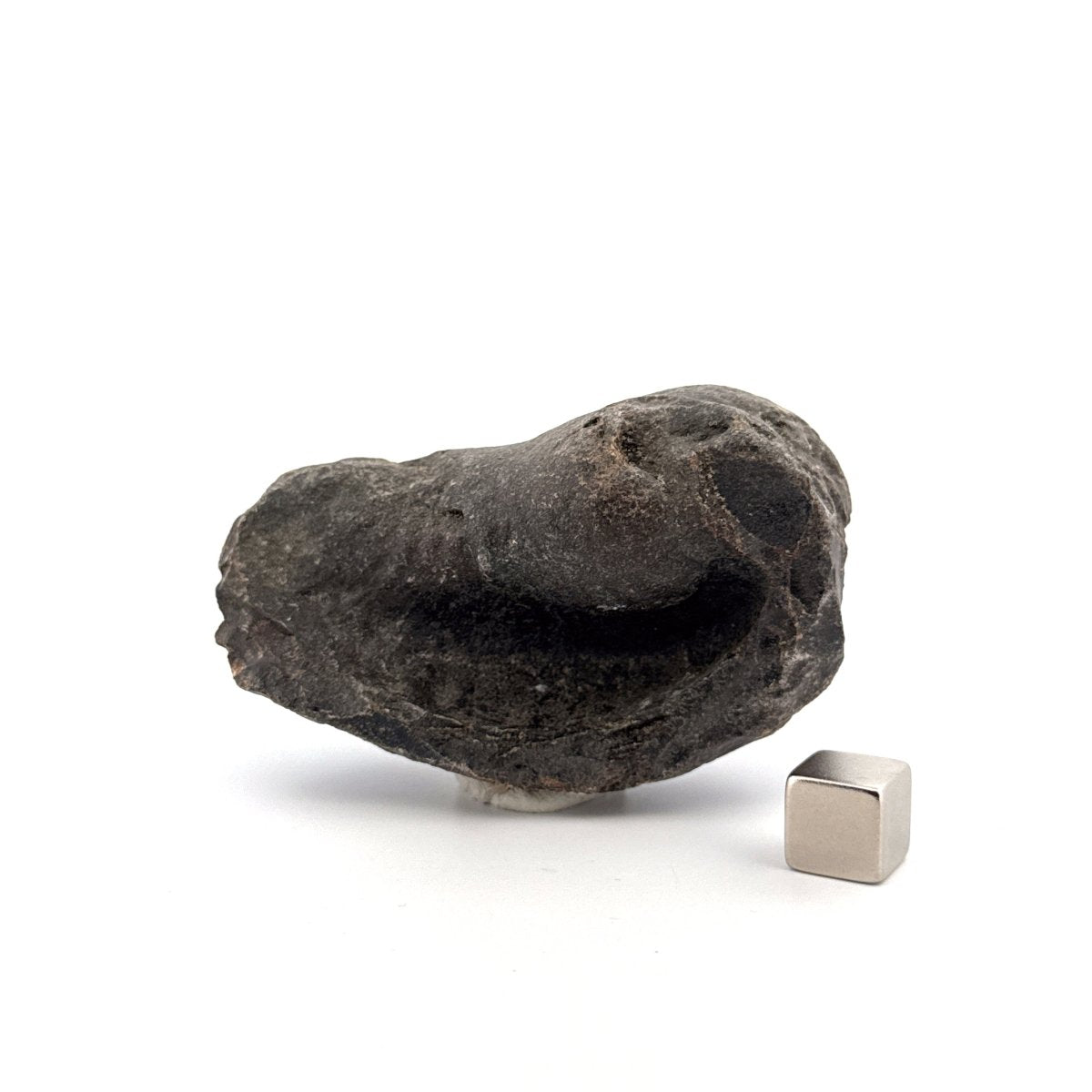 Fossil Whale Ear Bone from Antwerp Region, Cetacean Tympanic Bulla (2.76") - FossilsAndMore