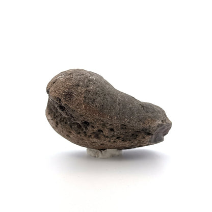 Fossil Whale Ear Bone from Antwerp Region, Cetacean Tympanic Bulla (2.76") - FossilsAndMore