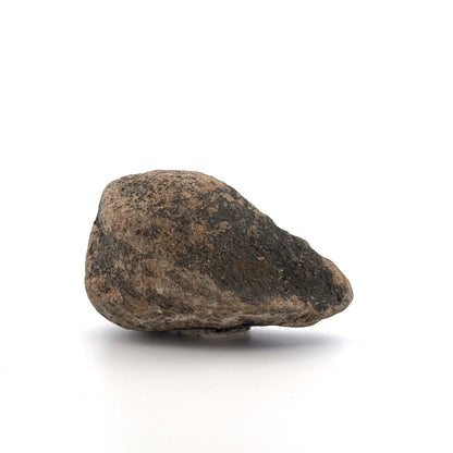 Fossil Whale Ear Bone from Antwerp Region, Cetacean Tympanic Bulla (3.13") - FossilsAndMore