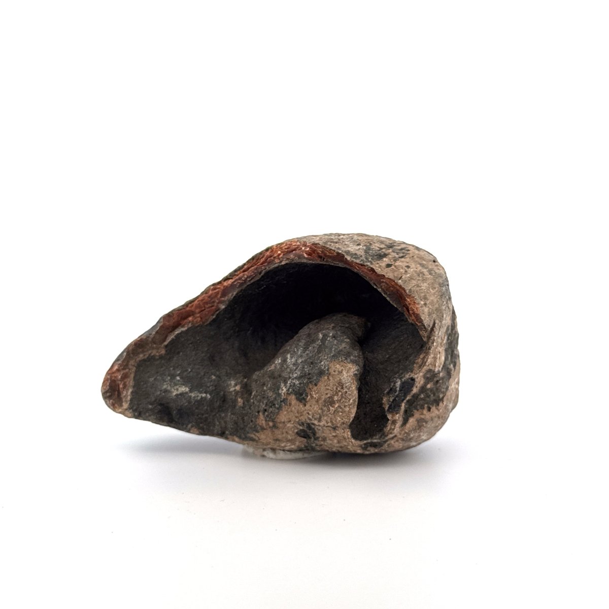 Fossil Whale Ear Bone from Antwerp Region, Cetacean Tympanic Bulla (3.13") - FossilsAndMore