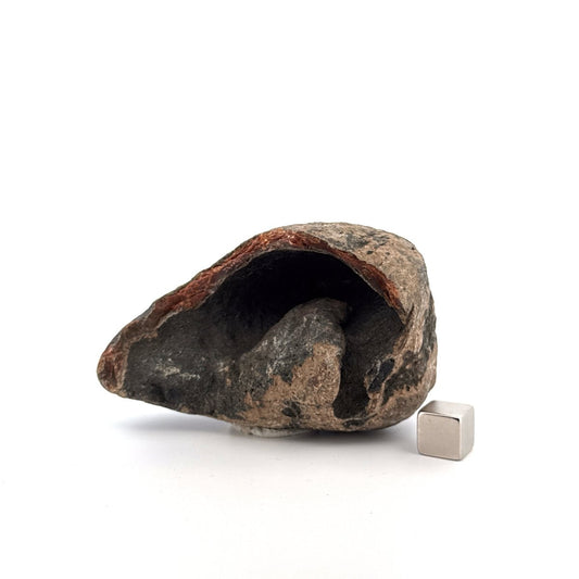 Fossil Whale Ear Bone from Antwerp Region, Cetacean Tympanic Bulla (3.13") - FossilsAndMore