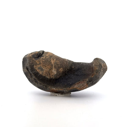 Fossil Whale Ear Bone from Antwerp Region, Cetacean Tympanic Bulla (3.45") - FossilsAndMore