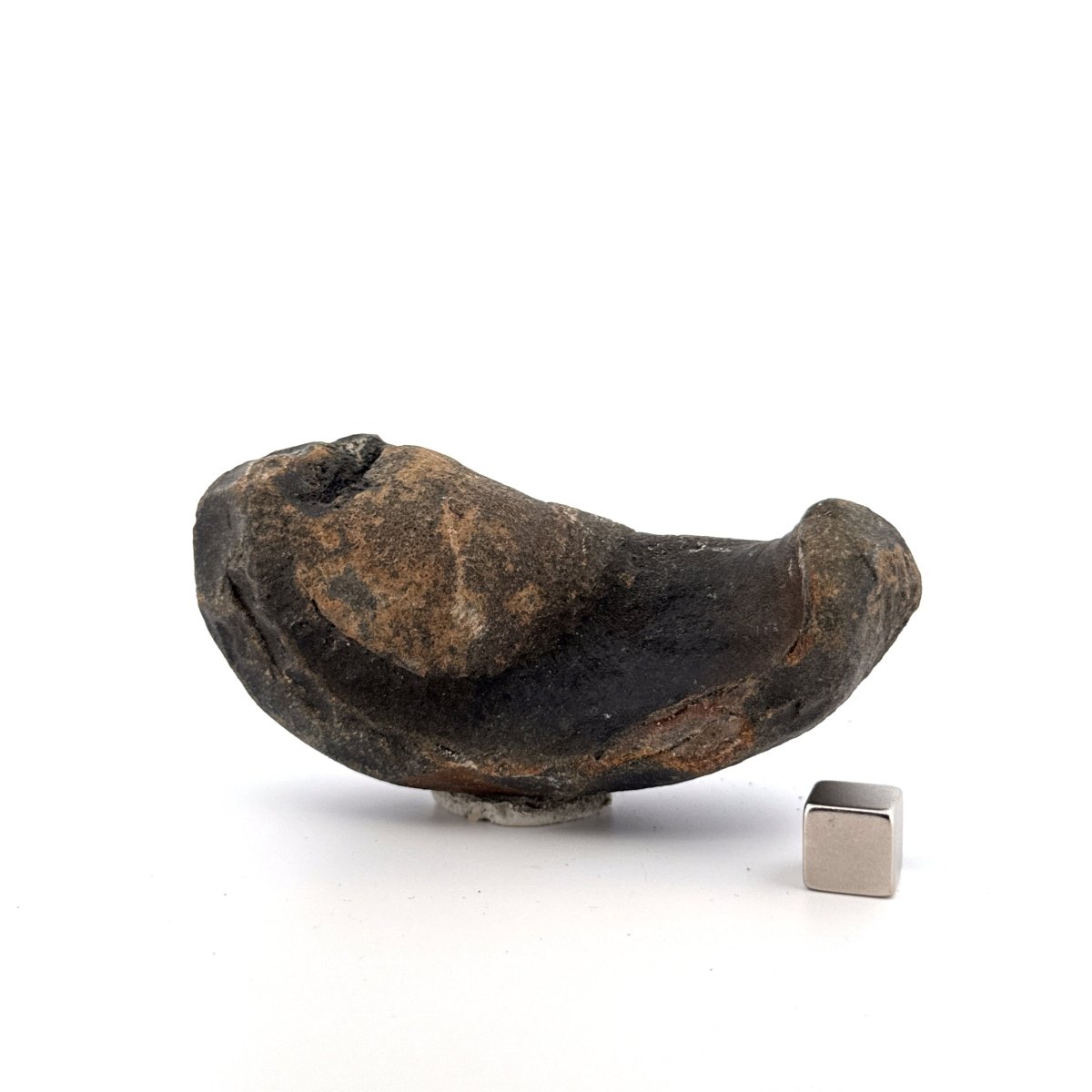 Fossil Whale Ear Bone from Antwerp Region, Cetacean Tympanic Bulla (3.45") - FossilsAndMore