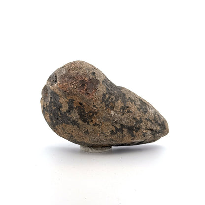 Fossil Whale Ear Bone from Antwerp Region, Cetacean Tympanic Bulla (3.52") - FossilsAndMore