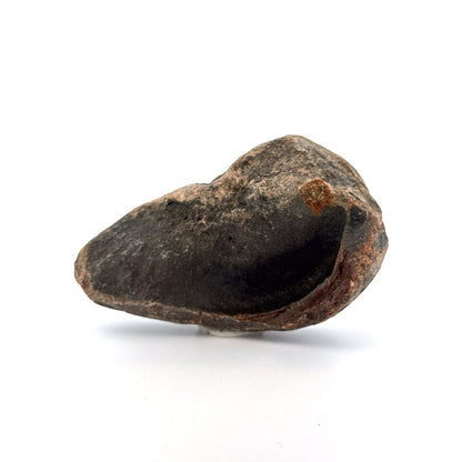 Fossil Whale Ear Bone from Antwerp Region, Cetacean Tympanic Bulla (3.52") - FossilsAndMore