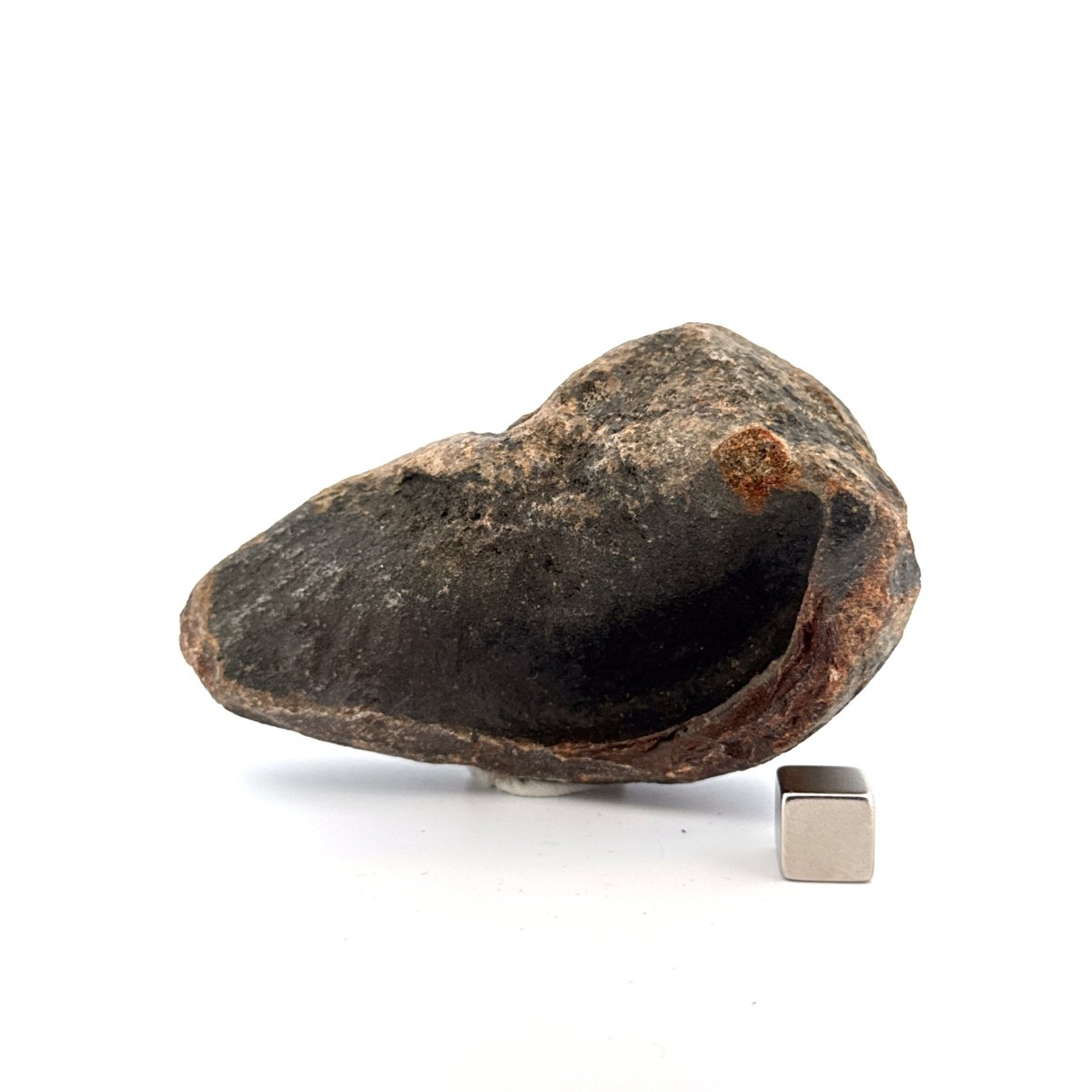 Fossil Whale Ear Bone from Antwerp Region, Cetacean Tympanic Bulla (3.52") - FossilsAndMore