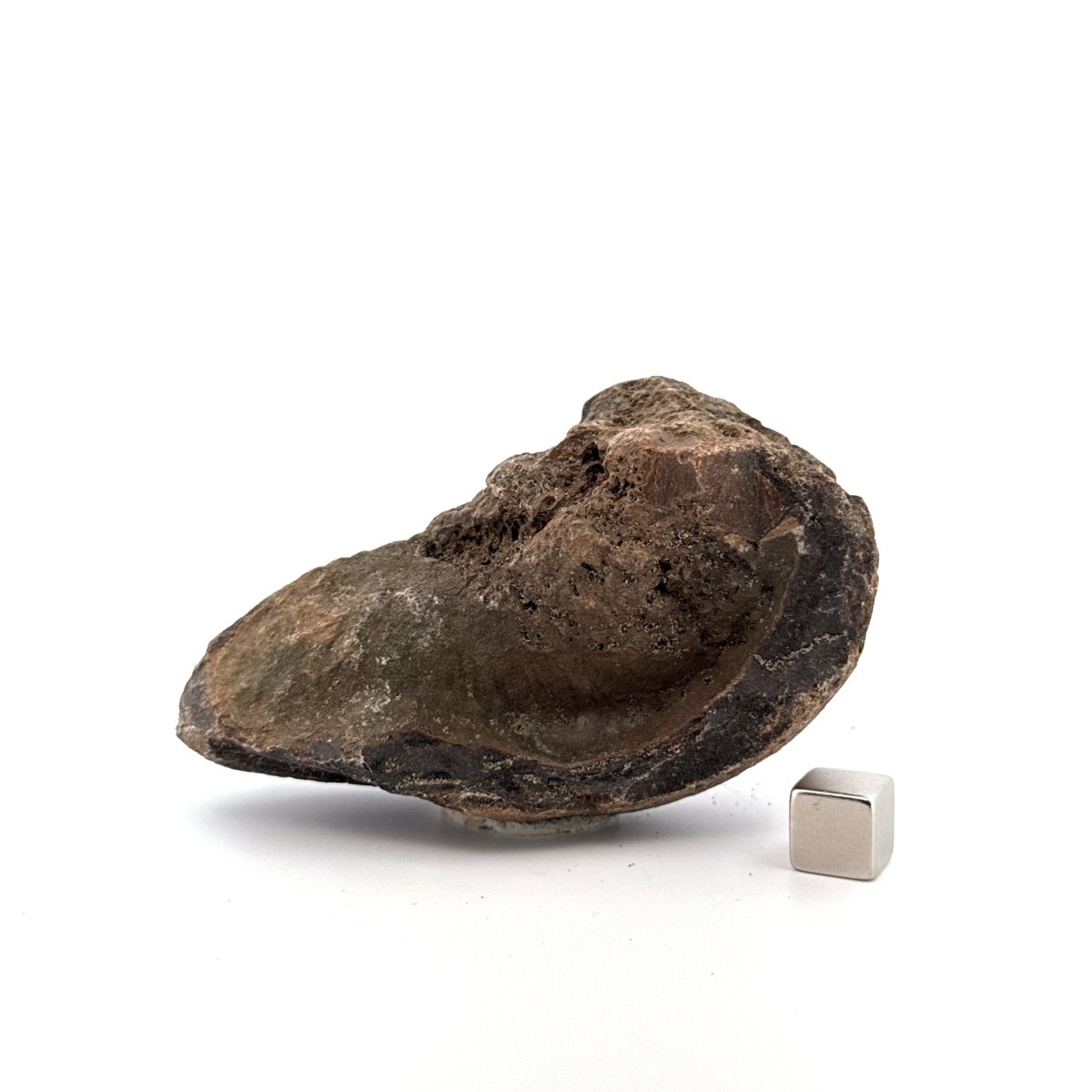 Fossil Whale Ear Bone from Antwerp Region, Cetacean Tympanic Bulla (3.57") - FossilsAndMore