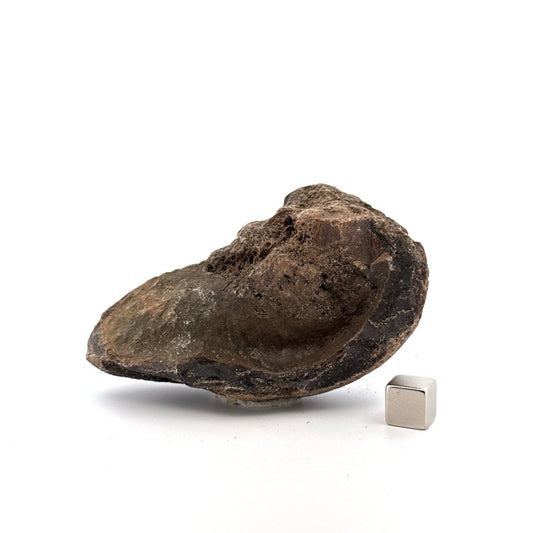 Fossil Whale Ear Bone from Antwerp Region, Cetacean Tympanic Bulla (3.57") - FossilsAndMore