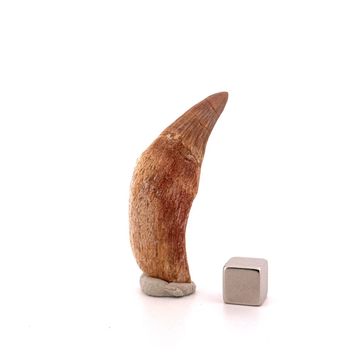 Gavialimimus almaghribensis Mosasaur tooth, Late Cretaceous, Morocco (2.11") - FossilsAndMore