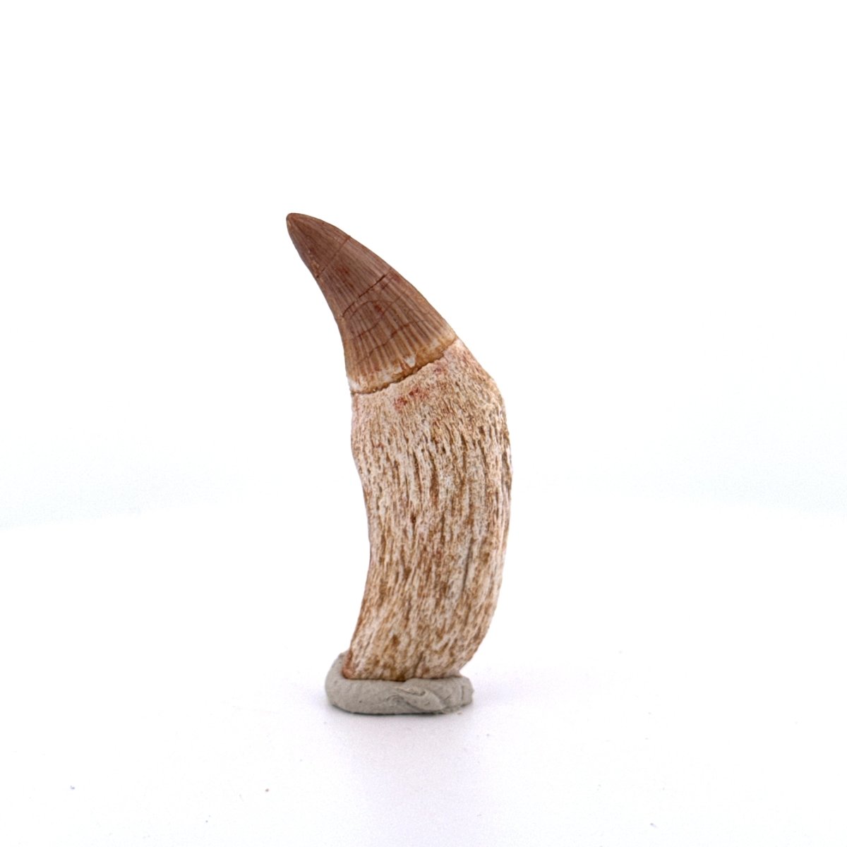 Gavialimimus almaghribensis Mosasaur tooth, Late Cretaceous, Morocco (2.11") - FossilsAndMore