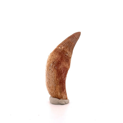 Gavialimimus almaghribensis Mosasaur tooth, Late Cretaceous, Morocco (2.11") - FossilsAndMore