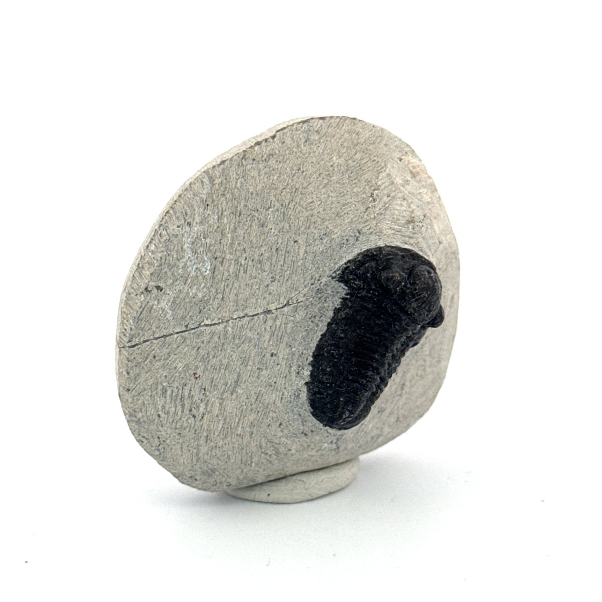 Gerastos granulosus Devonian Trilobite Fossil from Morocco (A016) - FossilsAndMore