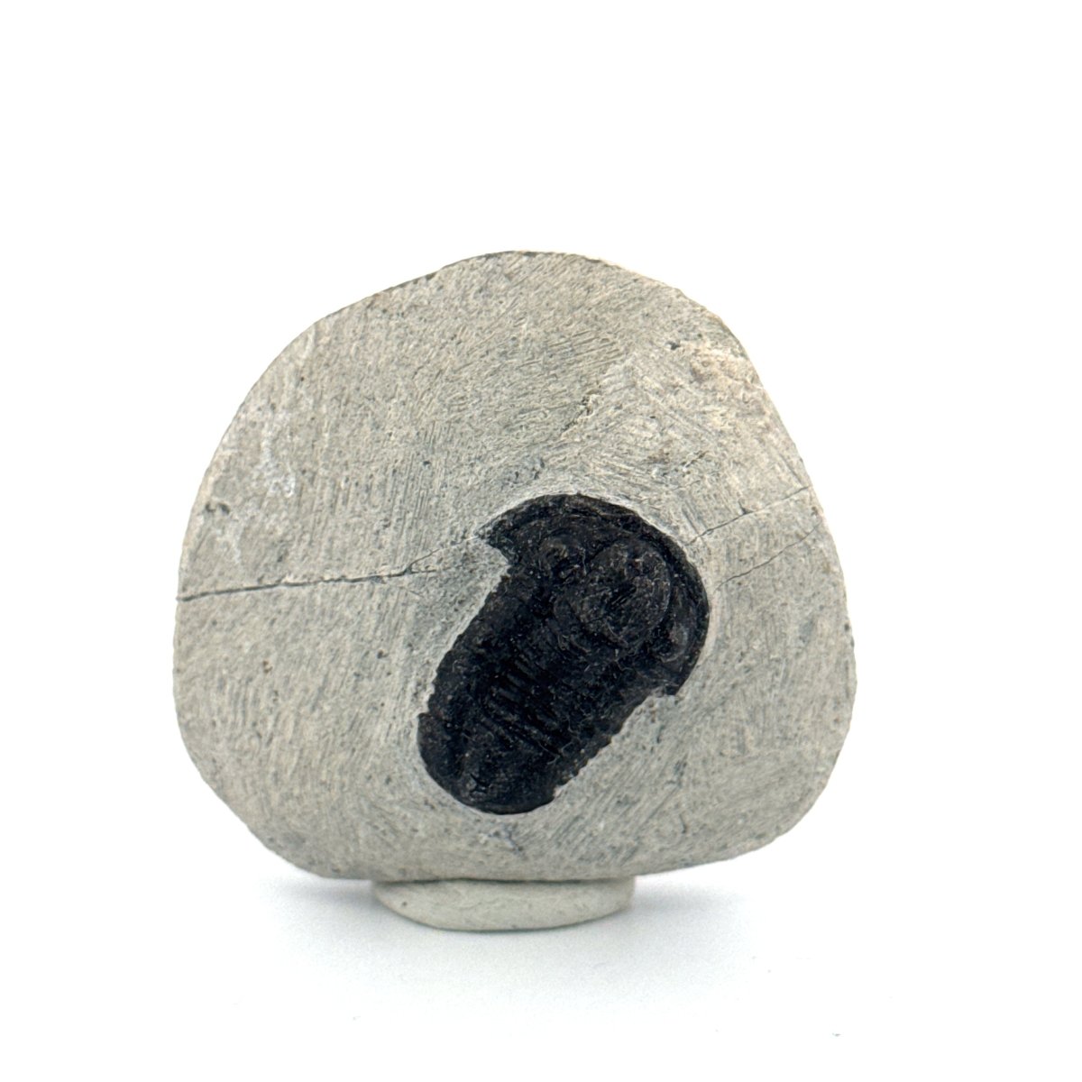 Gerastos granulosus Devonian Trilobite Fossil from Morocco (A016) - FossilsAndMore