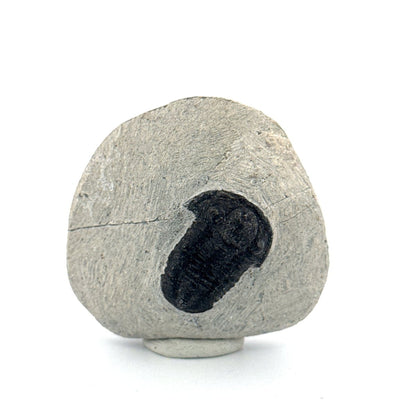 Gerastos granulosus Devonian Trilobite Fossil from Morocco (A016) - FossilsAndMore