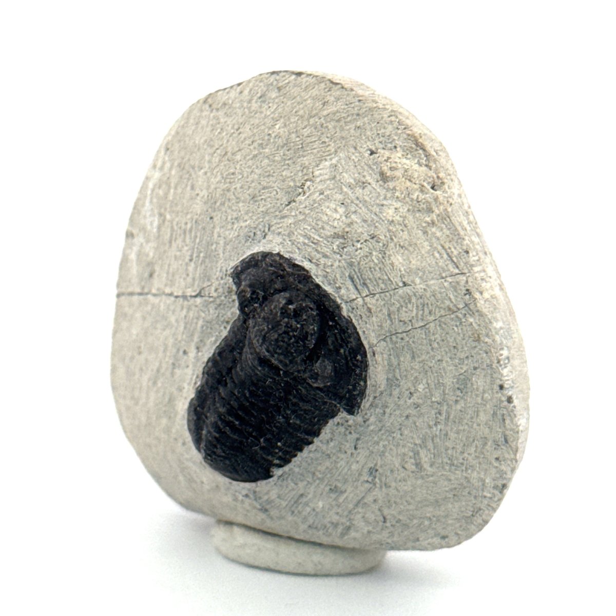 Gerastos granulosus Devonian Trilobite Fossil from Morocco (A016) - FossilsAndMore
