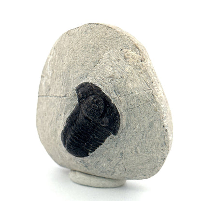 Gerastos granulosus Devonian Trilobite Fossil from Morocco (A016) - FossilsAndMore