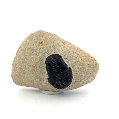 Gerastos granulosus Devonian Trilobite Fossil from Morocco (A017) - FossilsAndMore