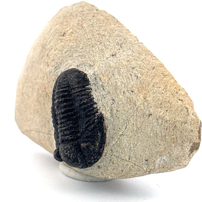 Gerastos granulosus Devonian Trilobite Fossil from Morocco (A017) - FossilsAndMore