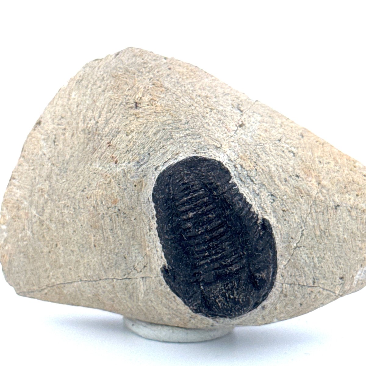 Gerastos granulosus Devonian Trilobite Fossil from Morocco (A017) - FossilsAndMore