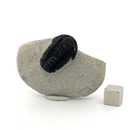 Gerastos granulosus Devonian Trilobite Fossil from Morocco (A018) - FossilsAndMore